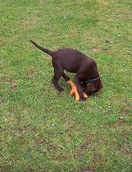 Noch 1 Rüde ab zu geben Labrador - Raddestorf