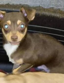 Nolthy 7 Monate Chihuahua - Kassel