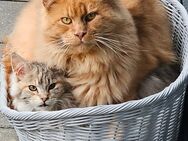 Maine Coon Kater mit Stammbaum - Bestwig