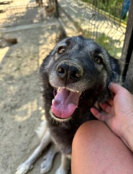 Lupa - zuckersüss mit Sahne - Idstein