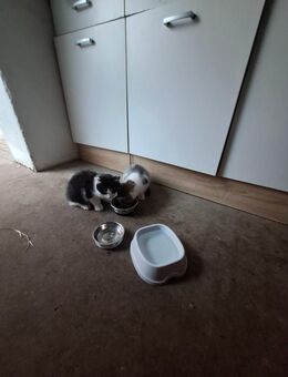 Katzen kitten mix BKH Abgabe 27.10.25 1 Kater noch frei - Haßbergen