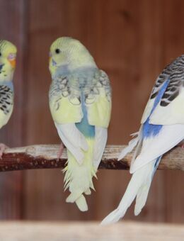 Junge Wellensittiche - Erkelenz