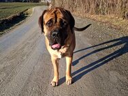 Deckrüde Mastiff - Windach