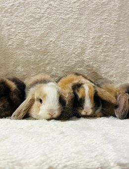 Minilops Zwergkaninchen Babys Widderchen - München Hadern