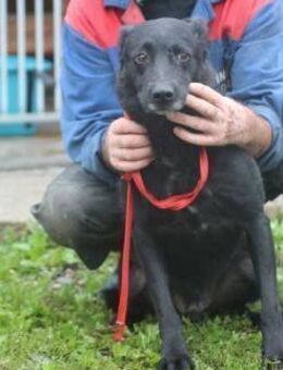 Akai - liebenswerter Rüde - Lohra