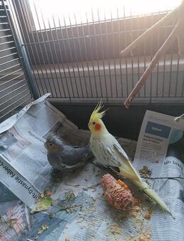 Junge handzahme super schöne Nymphensittich Hähne abzugeben - Waiblingen Zentrum