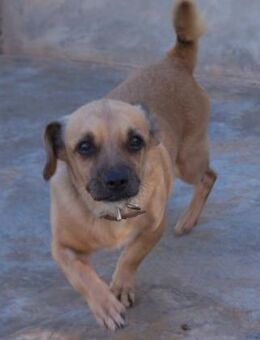 Wendy, geb. ca. 02.07.2017, ca. 28 cm - Lünen