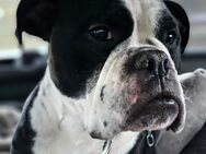 Continental Bulldogge/ Old English Bulldogge - Duisburg Zentrum