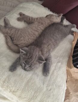 Katzen Babys, Katzen kitten . Bkh - Frankfurt (Main)