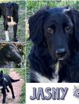 JASNY * freundlich schüchtern - Duisburg