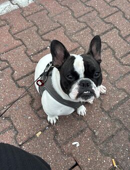 Französische Bulldogge (W) - Dortmund Wickede
