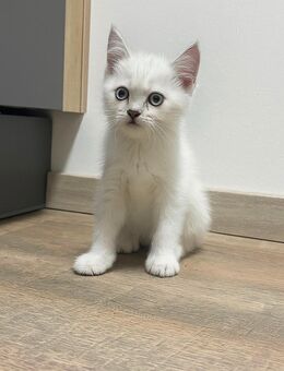 BKH Kitten - Silver Shaded - voll geimpft suchen liebevolles Zuhause - Soltau
