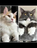 Maine Coon Kitten in 06231