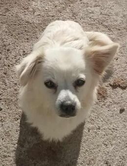 Ida - freundlich und sanft - Westerholt