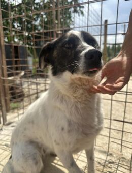 SANDY 🐾❤️ sucht noch Körbchen - Eichendorf