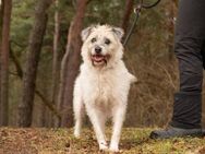 Juri - Terrier Mix mit Charakter - Salzwedel (Hansestadt) Zentrum