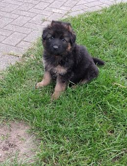 Süsse Schäferhund Welpen - Zehdenick