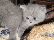 Britisch kurzhaar kitten ( antiallergiker Katze) - Osnabrück