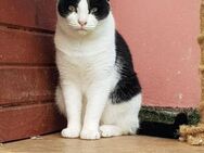 🐾 Sanfte Katze Nora sucht Liebe 🐾 - Eislingen (Fils)
