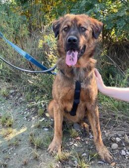 sanfter, charismatischer Peter - Kallmünz