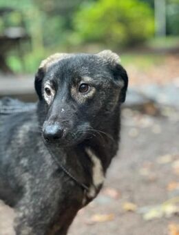 Pino sucht Dich - Wallerfangen