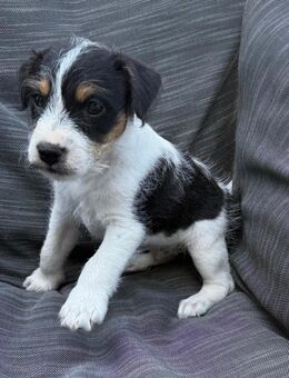 Reinrassige Parson Russell Terrier Welpen - Merseburg