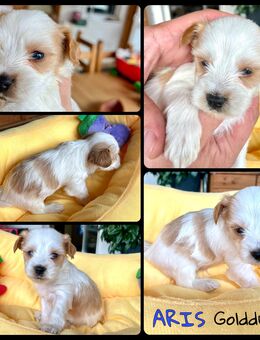 Traumhafte Yorkshire-Welpen aus Familienaufzucht - Aholming