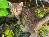 Kitten, Katze, Kater, Babykatzen - Verl