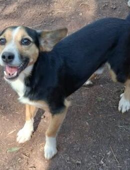 Spike ❤️ kleiner Herzenshund - Velbert