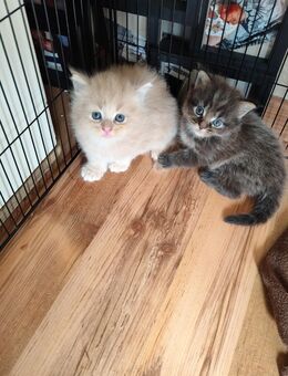 Main Coon BKH Mix Kitten - Wermelskirchen