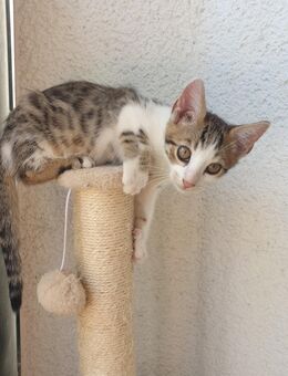 Kitten Bengal-EKH-Mix Kater Charlie knapp 3 Monate - Kriftel