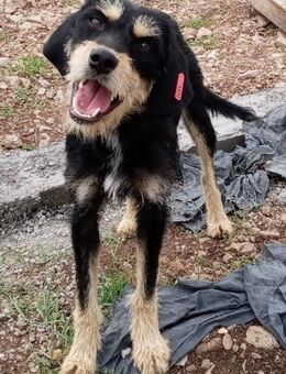 MONA - im schrecklichen Schelter - Kempen