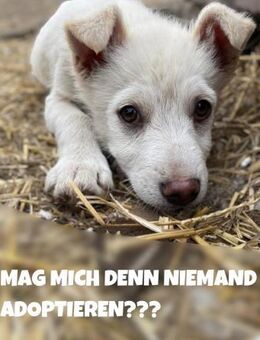 Süßer Kawaii auf Körbchensuche! - Nürnberg