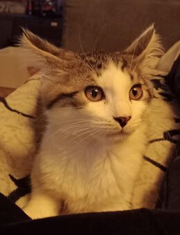 Maine coon mix Babys - Radevormwald (Stadt auf der Höhe) Zentrum