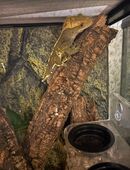 Kronengecko 1.0 aus 2024 sucht neues liebevolles Zuhause in 28279