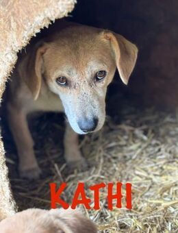 Kathi, ein Leben auf der Straße - Steinhagen (Nordrhein-Westfalen)