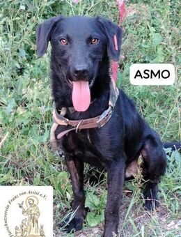 ASMO Sonnenschein auf vier Pfoten - Kissing