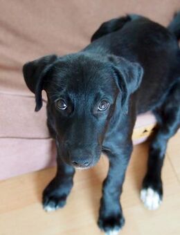 Atlas, liebevoller Mix sucht Familie. - Dittelbrunn