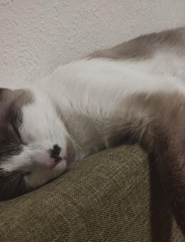 Verkaufe Siam snowshoe Katze zwei Jahre - Beckum Zentrum