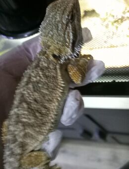 Bartagame Hypo.Trans mit Zubehör - Lüdenscheid