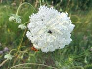 Wilde Möhre Samen weisse Möhren Pflanze weiß Karotte Bio wilde Karotten Samen Selbstversorger Biene heimisches bee Saatgut garden Geschenk Deutsches Saatgut Samen Geschenk Freunde Biene Sonne Bienen Magnet Frühling - Pfedelbach