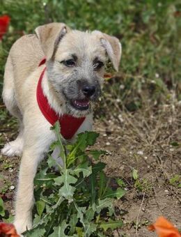 🐾💔 Anja Ein kleines Welpenherz sucht - Kassel