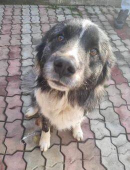 Gipsy von kettenlos - Bollingstedt