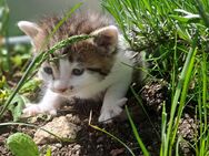 Katzenbaby Kitten Hauskatze Kater - Treuen