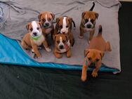 Old englisch bulldog mix welpen - Meißner