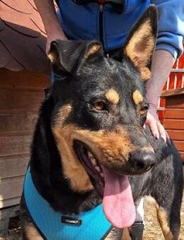 Lucy sucht ein Zuhause - Mildstedt