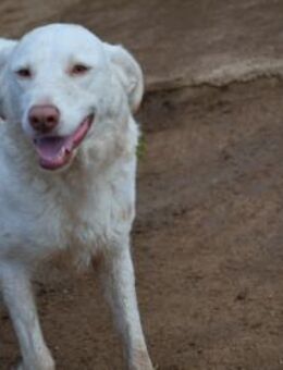 Priscilla sucht ein liebevolles Zuhause - Neuss