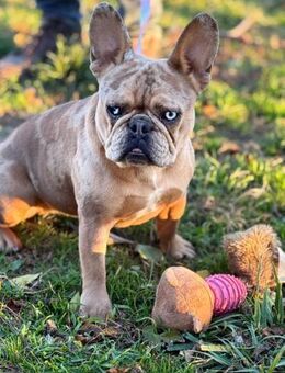 Ich heiße Daisy ... - Frankfurt (Main)