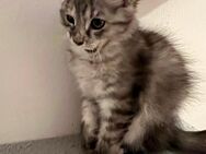 Main coon Mix Weibchen - Recklinghausen