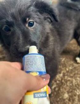 Beky ist unser kleine Kuschelmaus 🐾 - Elsdorf (Nordrhein-Westfalen)